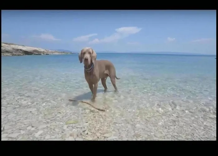 Apartman In With Pool Near The Sea Bibinje